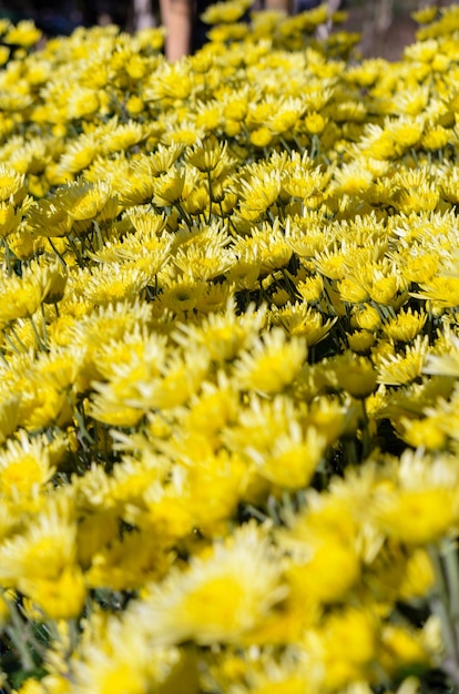 Beau floral jaune de Chrysanthemum Morifolium dans une plantation sur le terrain, entreprise agricole de jardin de fleurs en serre sur la montagne Doi Inthanon, Chiang Mai, industrie agricole en Thaïlande