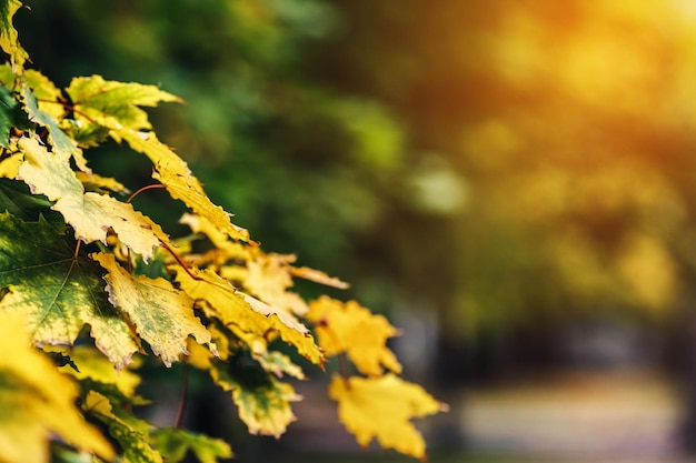 Beau fond d'automne. branches d'érable aux feuilles jaunes éclairées par un rayon de soleil.