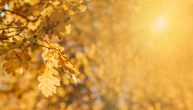 Beau fond d'automne avec des feuilles de chêne doré et bokeh