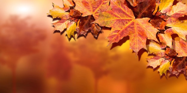 Beau fond d'automne avec des feuilles d'érable