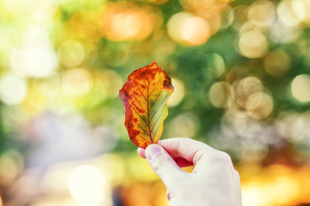 Beau fond d'automne avec des feuilles jaunes et rouges.