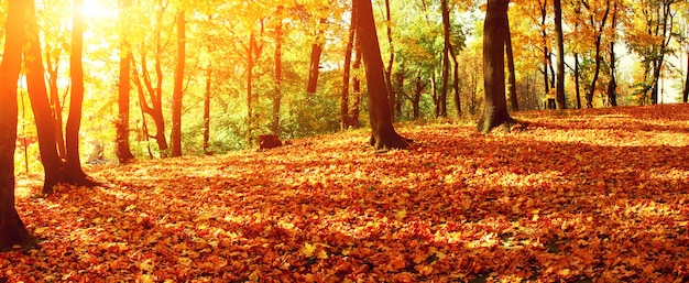 Beau fond d'automne avec des feuilles jaunes et rouges.