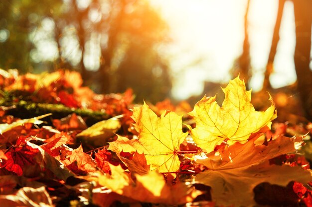 Beau fond d'automne avec des feuilles jaunes et rouges.