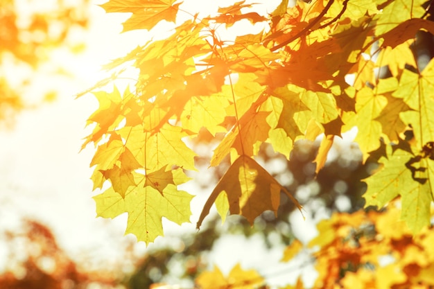 Beau fond d'automne avec des feuilles jaunes et rouges.