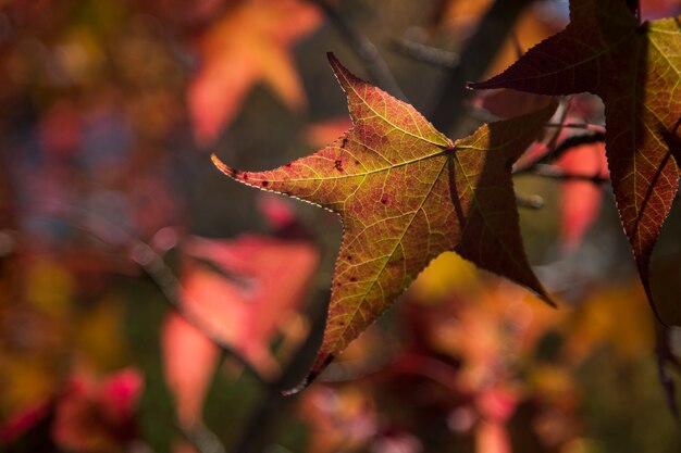 Un beau fond d'automne avec des feuilles qui tombent.
