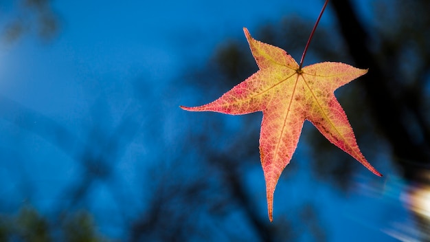 Un beau fond d'automne avec des feuilles qui tombent.