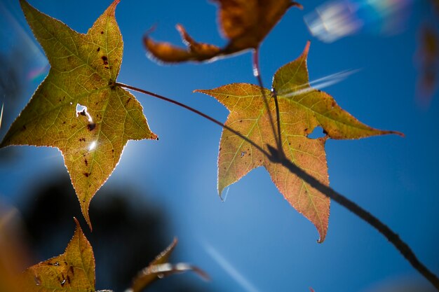 Un beau fond d'automne avec des feuilles qui tombent.