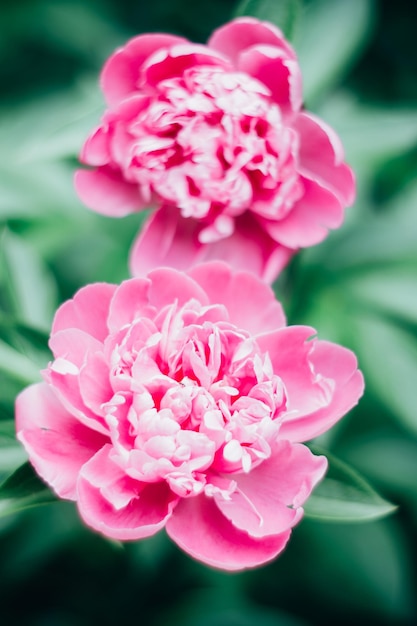 Beau fond botanique floral avec des fleurs de pivoine rose dans le jardin d'été