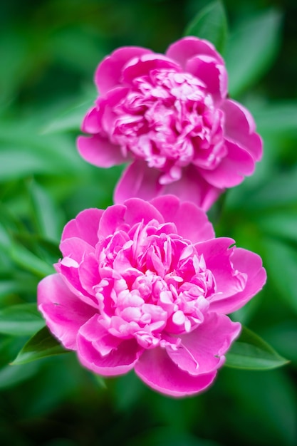 Beau fond botanique floral avec des fleurs de pivoine rose dans le jardin d'été