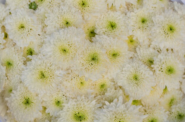 Beau fond de chrysanthème blanc