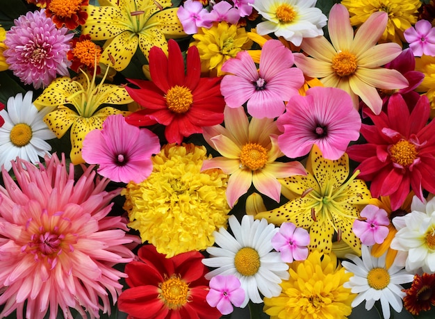 Beau fond de diverses fleurs jaunes et roses de jardin