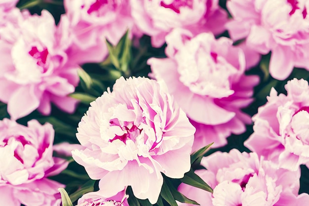 Beau fond d'écran délicates pivoines roses sur fond bleu flou