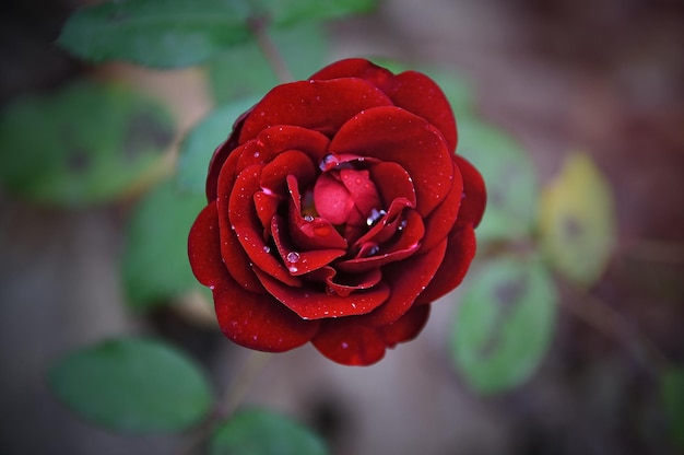 beau fond d'écran de fleurs pour pc ou téléphone