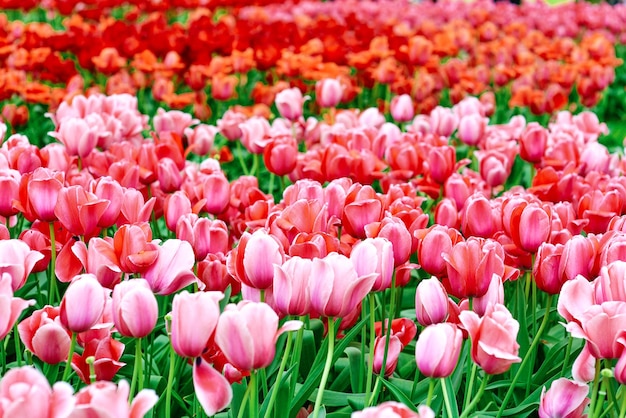 beau fond d'écran de tulipes en fleurs Hollande Pays-Bas