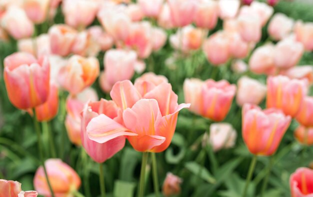 beau fond d'écran de tulipes en fleurs Hollande Pays-Bas