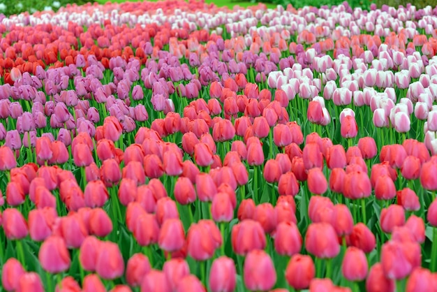 beau fond d'écran de tulipes en fleurs Hollande Pays-Bas