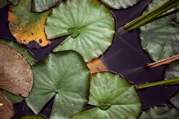 Beau fond étang de nénuphars et feuilles