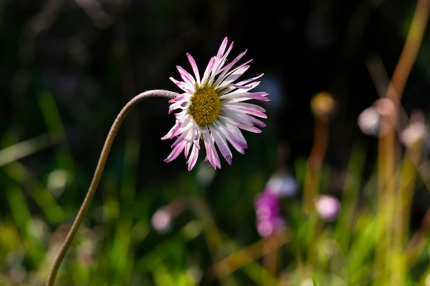 Beau fond d'été avec des fleurs de marguerite