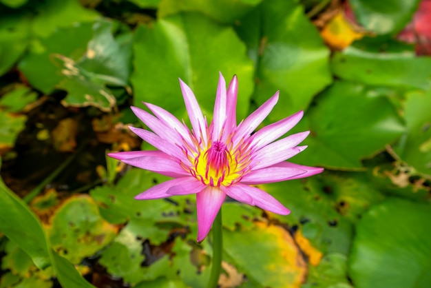 Beau fond de feuille de lotus rose