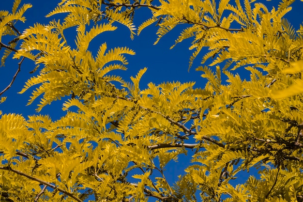 Beau fond de feuilles jaunes sur le fond de ciel