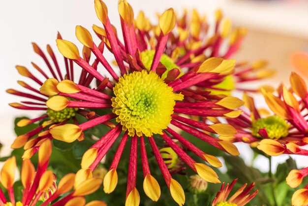 Photo beau fond de fleur de chrysanthème rouge et jaune