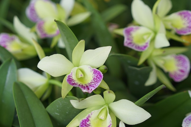 Beau fond de fleur d'orchidée qui fleurit la lumière du soleil