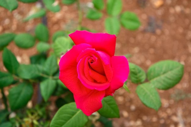 Beau fond de fleur rose rouge