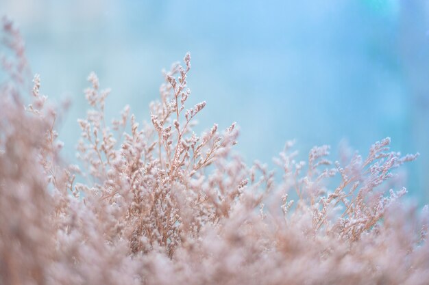 beau fond de fleur séchée dans le ton de couleur pastel