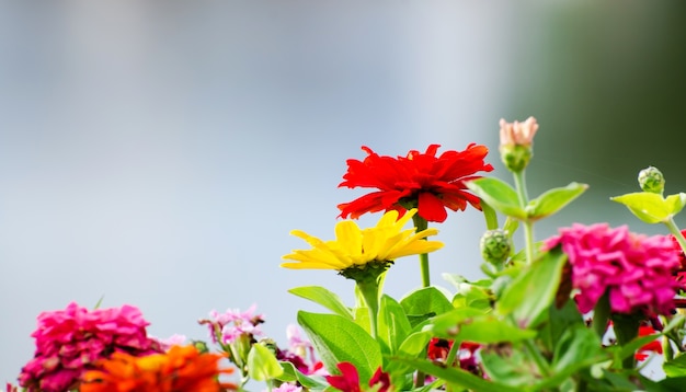 Beau fond de fleur