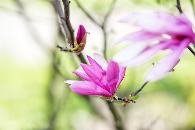 Beau fond avec des fleurs de fond de concept de magnolia rose en fleurs et de la nature