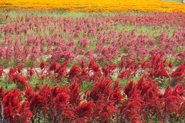 Beau fond de fleurs de jardin en fleurs