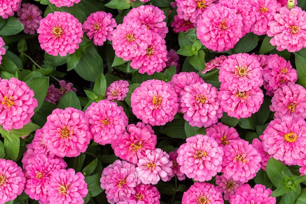 Beau fond de fleurs de Zinnia rose