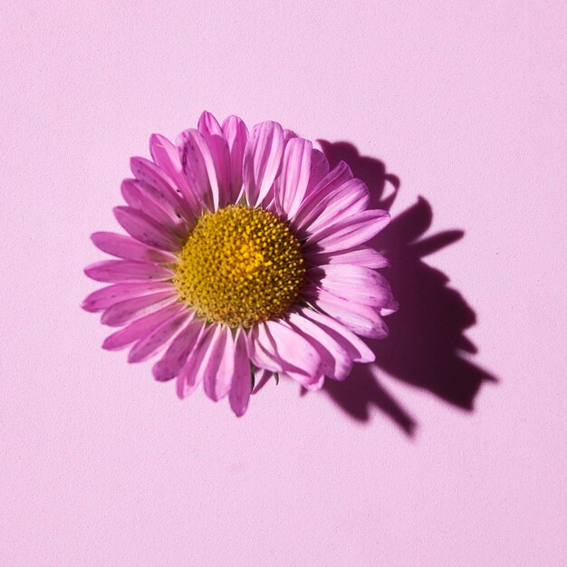 Beau fond floral aux couleurs lilas avec des fleurs d'aster