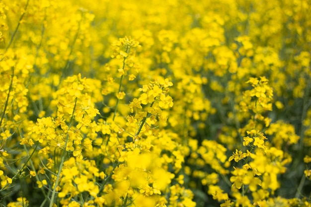Beau fond floral Fleurs de colza jaunes dans un champ qui fleurit au printemps mise au point sélective