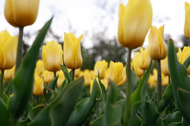 Beau fond floral de tulipes hollandaises jaune vif