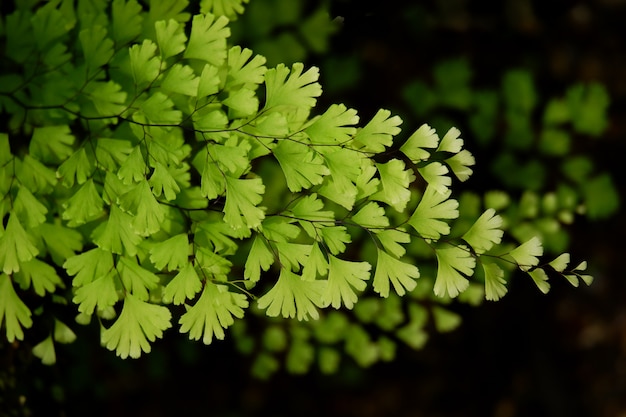 Beau fond de fougère adiantum vert