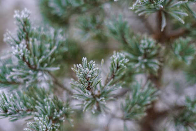 Beau fond d'hiver, branche de givre