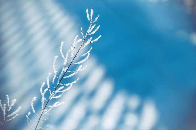 Beau fond d'hiver flou bleu. Une brindille en givre blanc