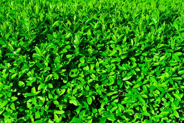 Beau fond de jeunes feuilles vertes juteuses Fond naturel couleur verte juteuse fraîche