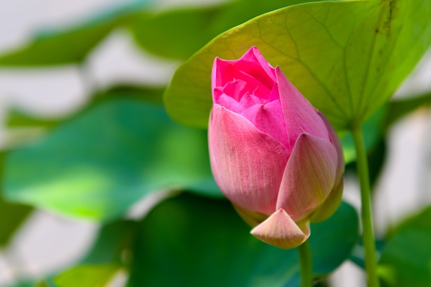 Photo un beau fond de lotus