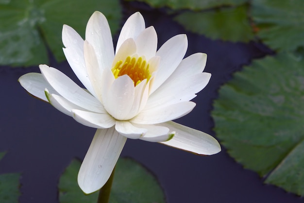 Beau fond de lotus