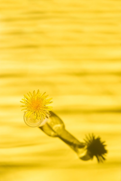 Beau fond lumineux de fleurs de pissenlits jaunes