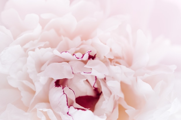 Beau fond de nature florale de pivoines roses blanches