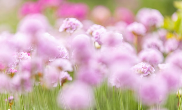 Beau fond de nature floue magique avec des fleurs roses en fleurs floues et le rayon de soleil, la nature belle, la nature du printemps de conception tonique, les plantes solaires.