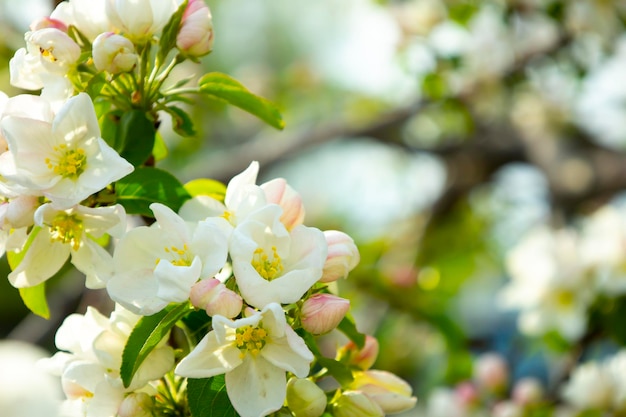 Beau fond nature printemps avec fleurs pommier gros plan flou branche avec blanc