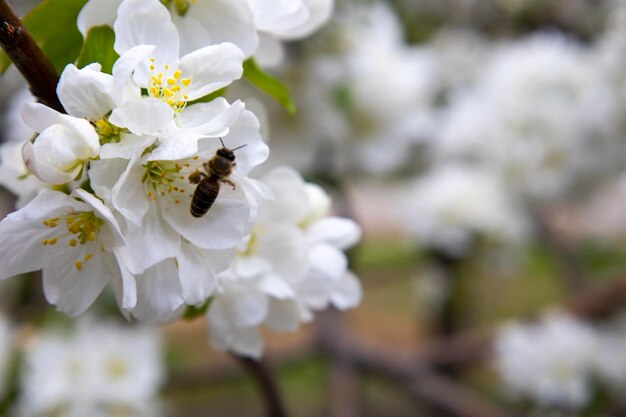 Beau fond nature printemps avec fleurs pommier gros plan flou branche avec blanc