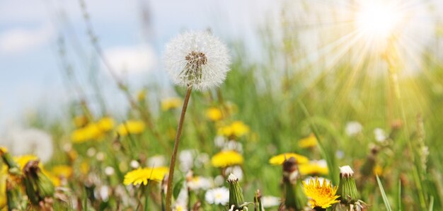 Beau fond de nature printemps rêveur avec pissenlit