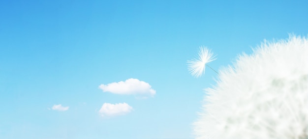 Beau fond de nature printemps rêveur avec pissenlit