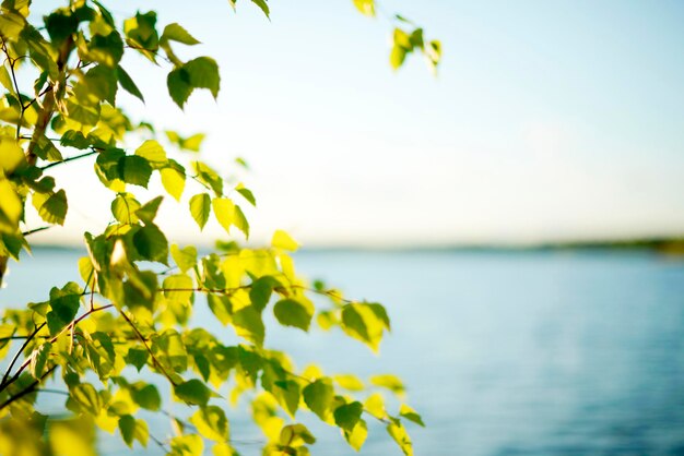 Beau fond naturel flou feuilles vertes branches de bouleau et un lac en arrière-plan