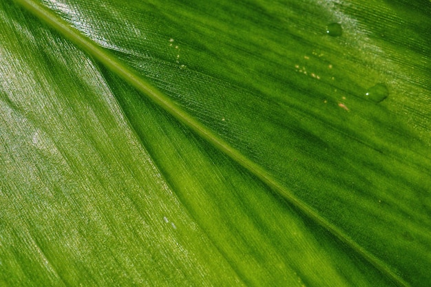 Beau fond naturel frais vert.